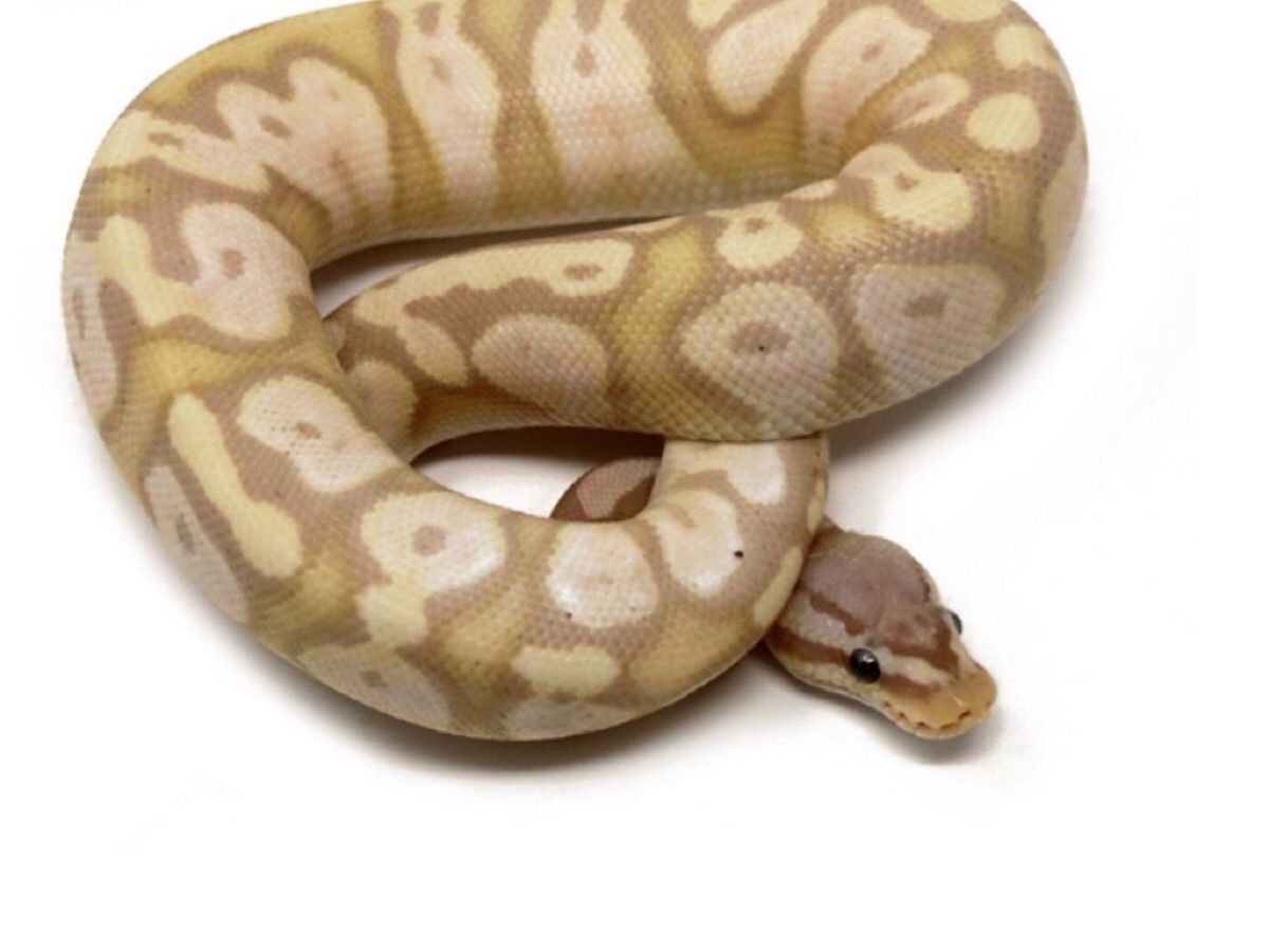 Pastel Calico Spider Ball Python Banana Calico Pastel | World of Ball Pythons