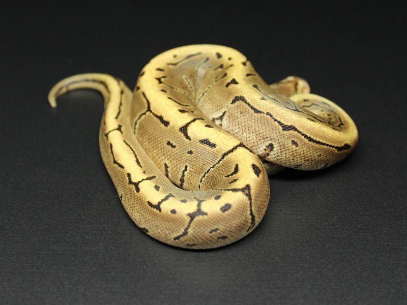 Vanilla Spinner | World of Ball Pythons