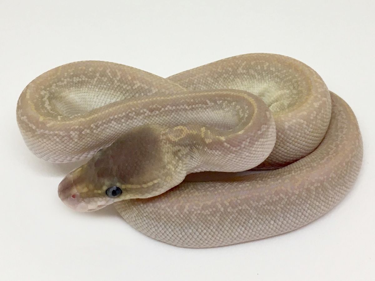 Mojave Monsoon Special | World of Ball Pythons