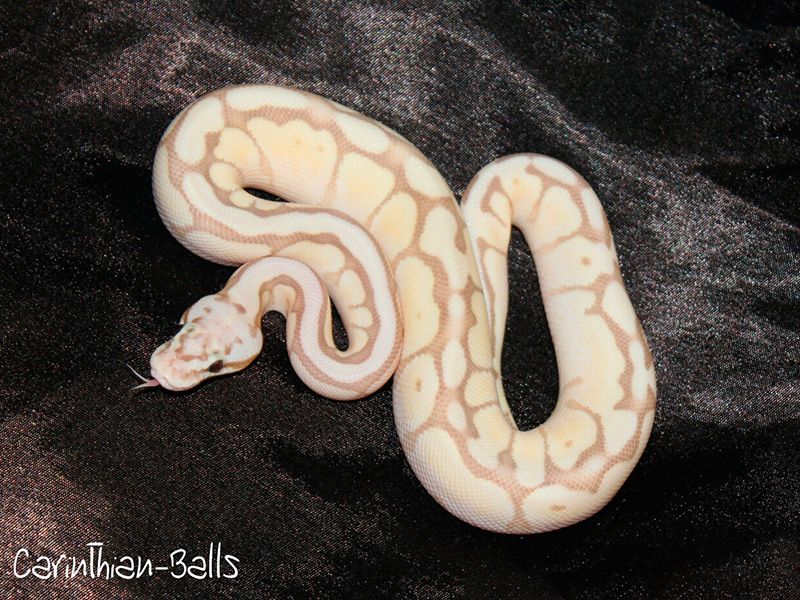 Spider Mutation Royal Python Coral Glow Lesser Pastel Spider | World of Ball Pythons