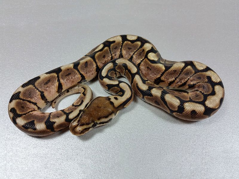 Cinnamon Spider Spotnose | World of Ball Pythons