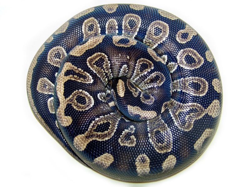 Raven | World of Ball Pythons