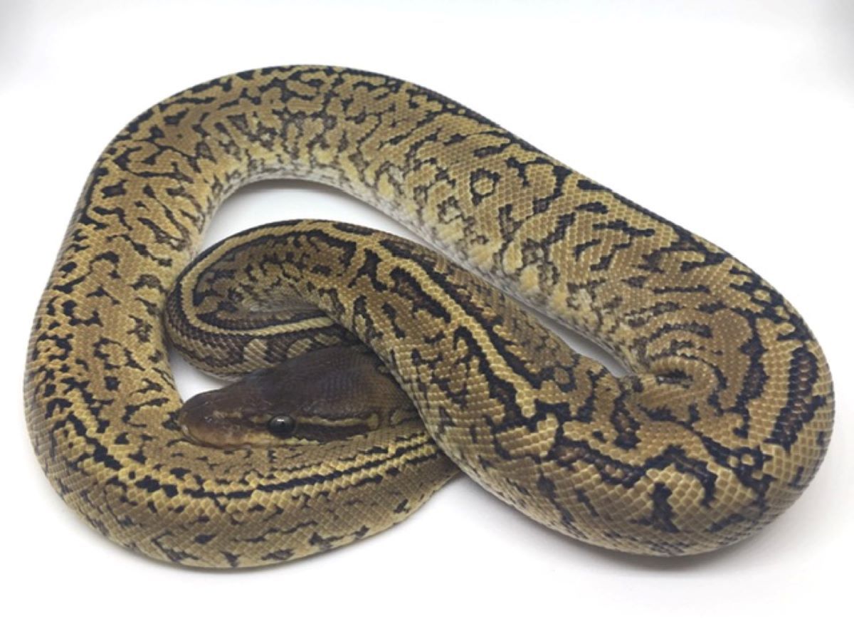 Monsoon Phantom | World of Ball Pythons