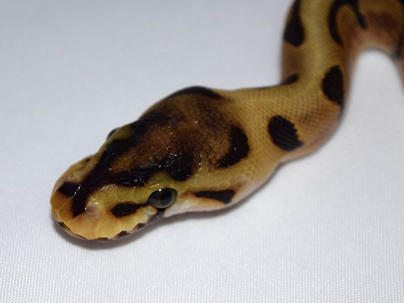 Spider Mutation Royal Python Super Luminoso Spider | World of Ball Pythons