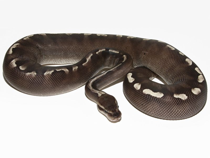Lesser Super Ghi | World of Ball Pythons
