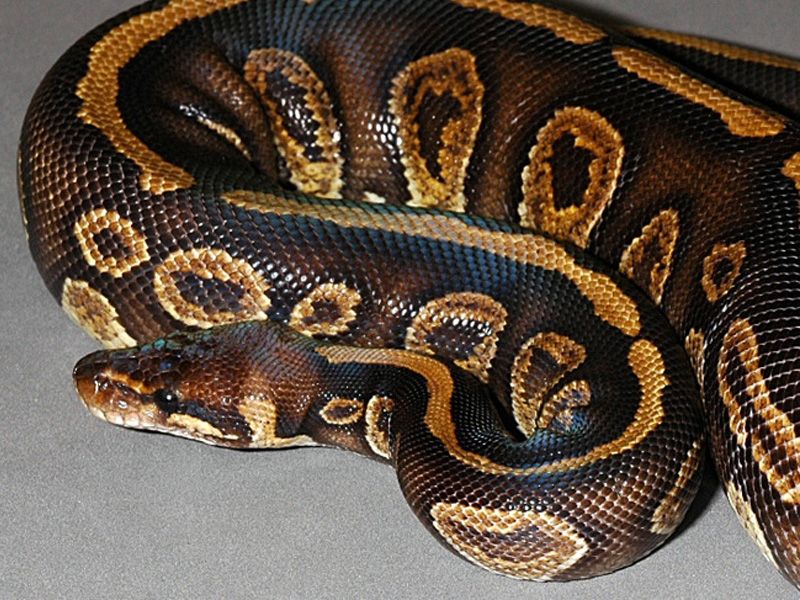 Lace Ball Python Black Lace | World of Ball Pythons