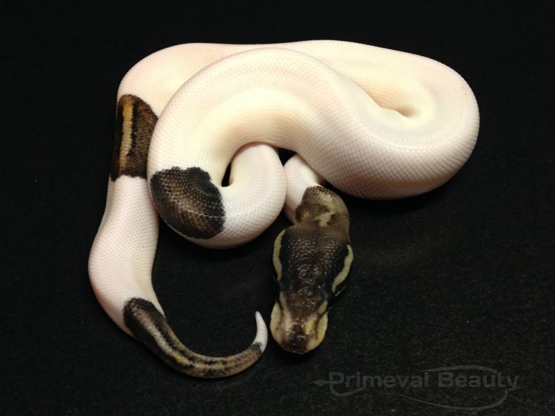 Black Pewter Pied | World of Ball Pythons