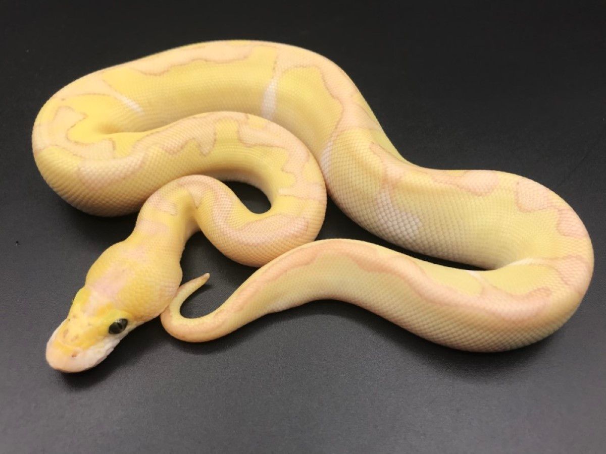 Banana Butter Clown Enchi Pastel | World of Ball Pythons