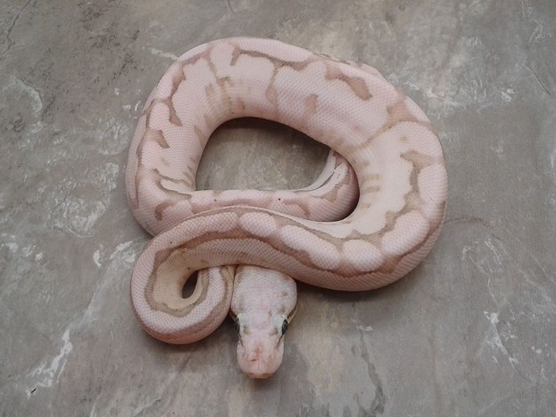 Lesser Spider Python Enchi Fire Lesser Pastel Spider Vanilla | World of Ball Pythons