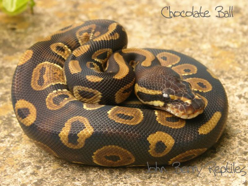 Chocolate | World of Ball Pythons