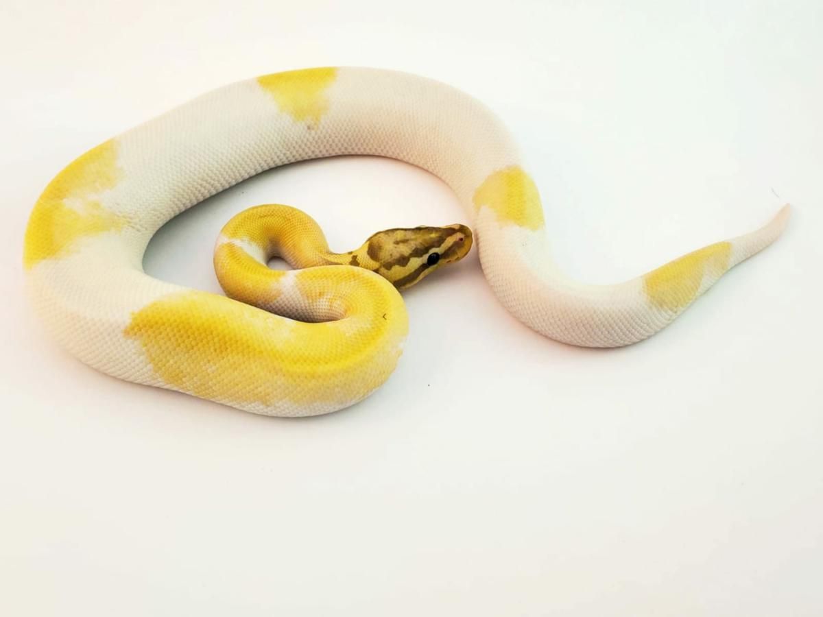 Pastel Calico Spider Ball Python Banana Calico Pastel Piebald | World of Ball Pythons