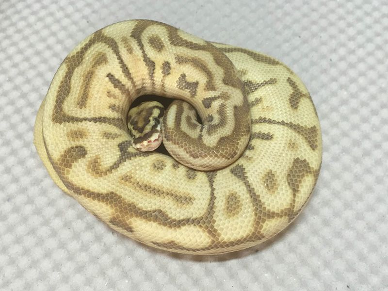 Ball Python Butter Leopard Leopard Butter Spider | World of Ball Pythons