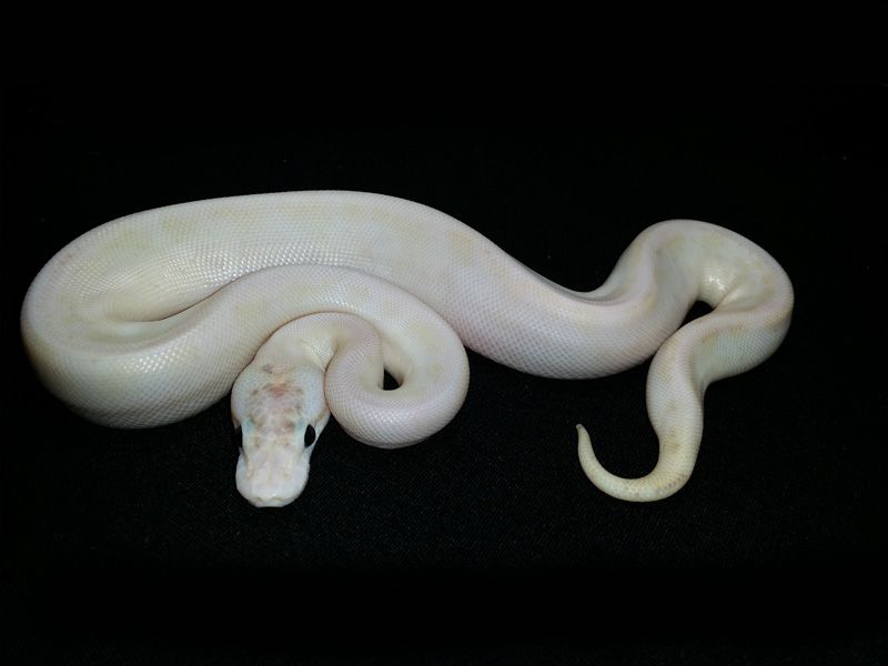 Ivory Spider Pastel | World of Ball Pythons