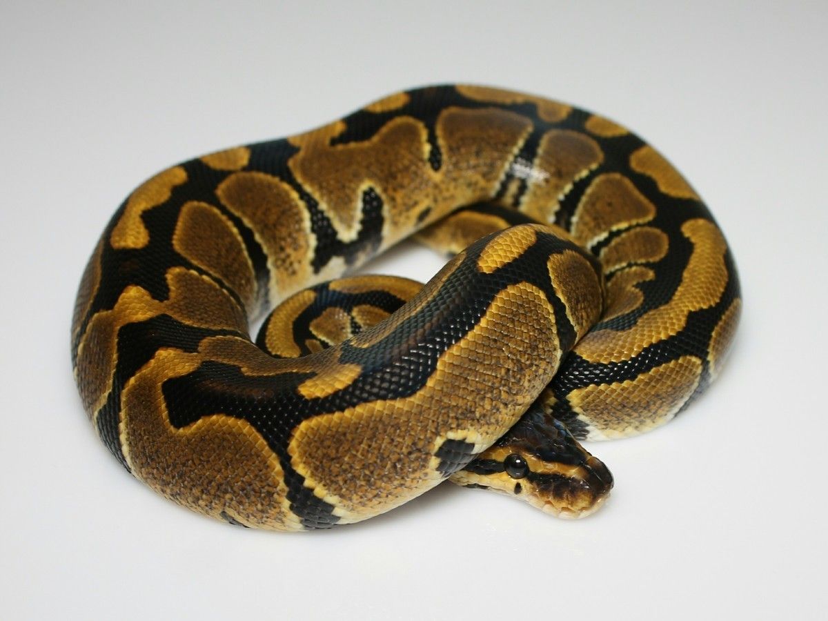 Blaze | World of Ball Pythons