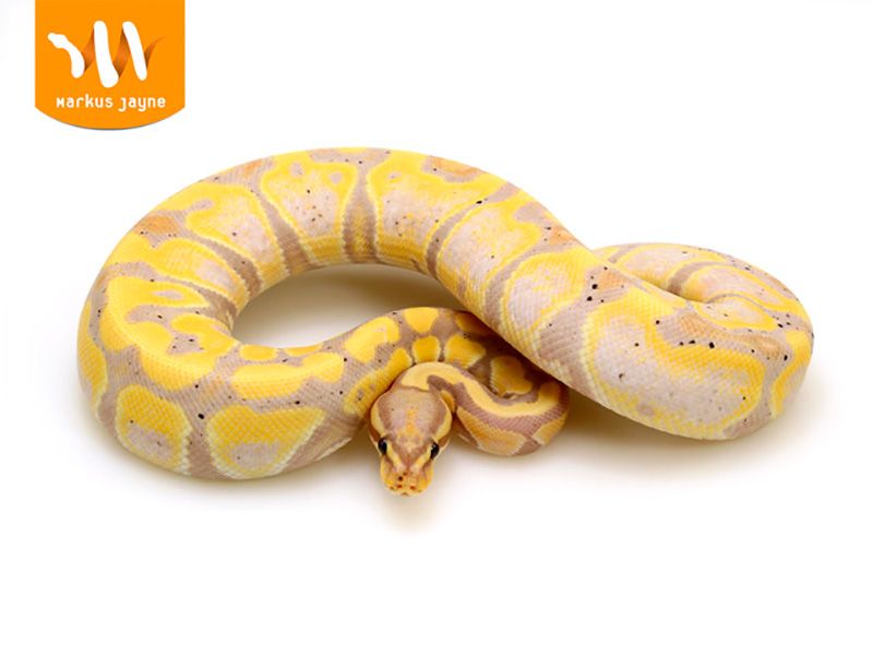 Banana Banded | World of Ball Pythons