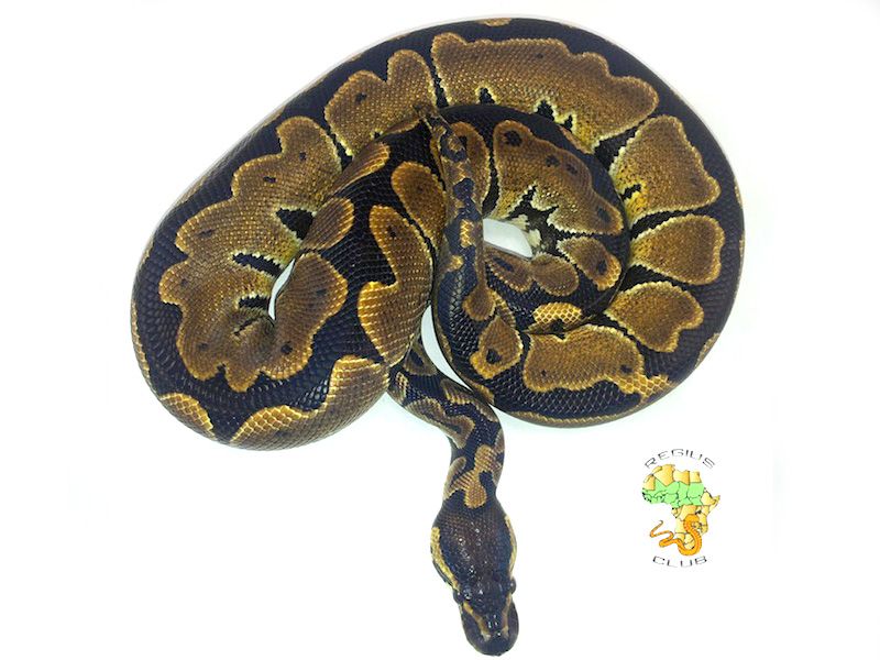 Black Adder | World of Ball Pythons
