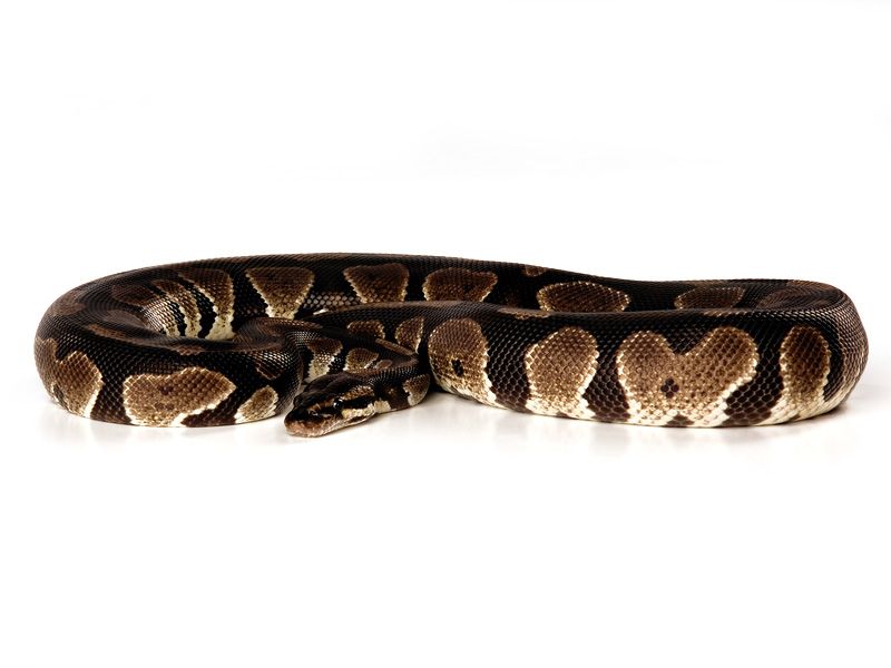 LC Black Magic | World of Ball Pythons