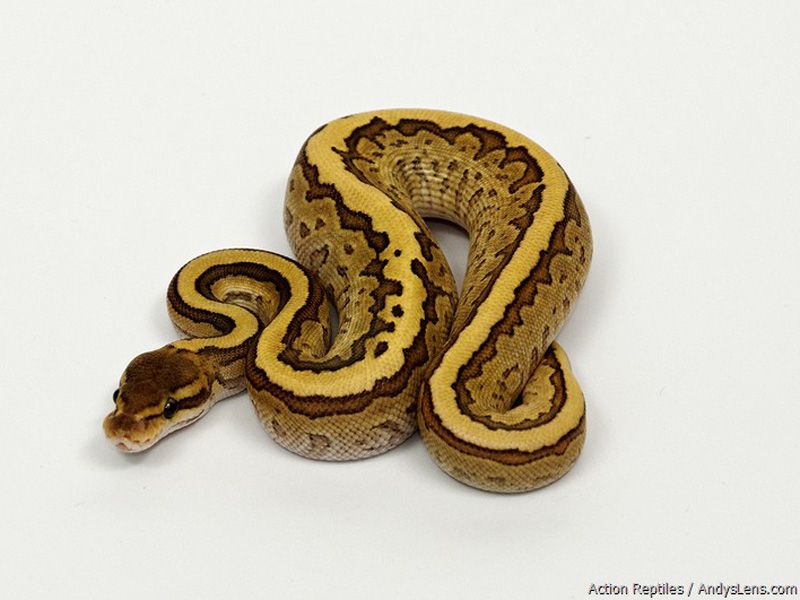 Fire Jigsaw | World of Ball Pythons