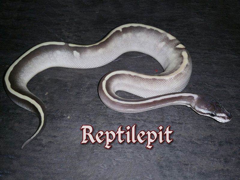Goblin Ball Python Morph Calico Goblin Super Phantom | World of Ball Pythons