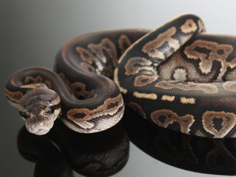 Chocolate Cinnamon | World of Ball Pythons