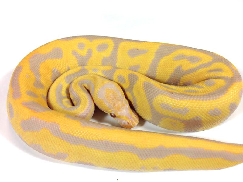 Leopard Candy | World of Ball Pythons