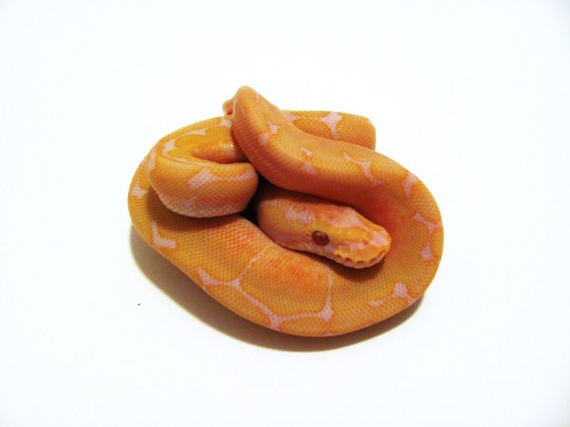 Lavender Albino Spider | World of Ball Pythons