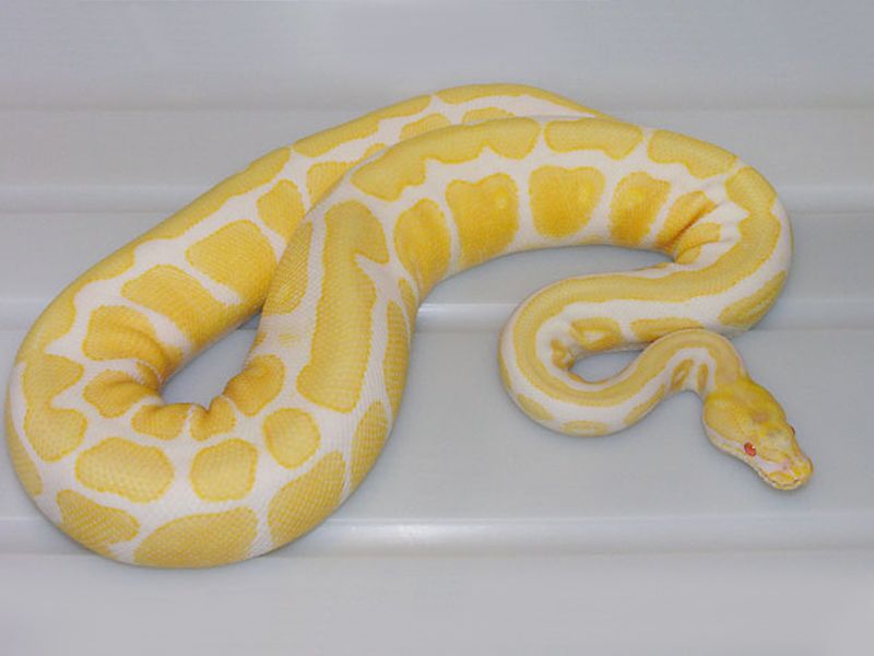 Albino Spotnose | World of Ball Pythons