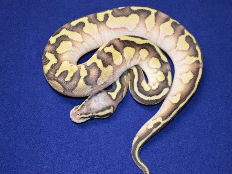Sun Star | World of Ball Pythons