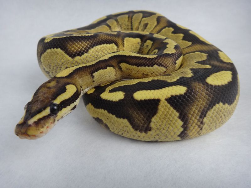 Fierce Yellow Python Fire Yellow Belly | World of Ball Pythons