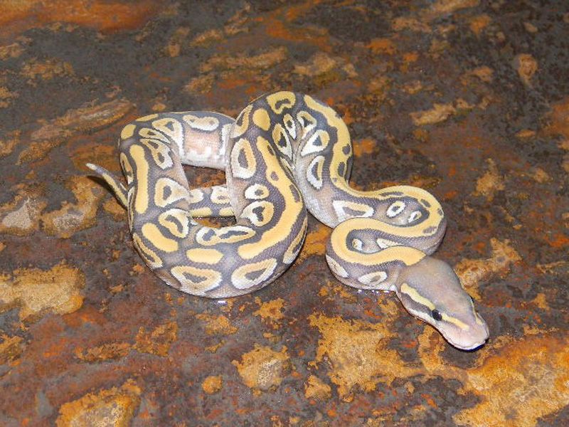 Vanilla Mojave Hypo | World of Ball Pythons