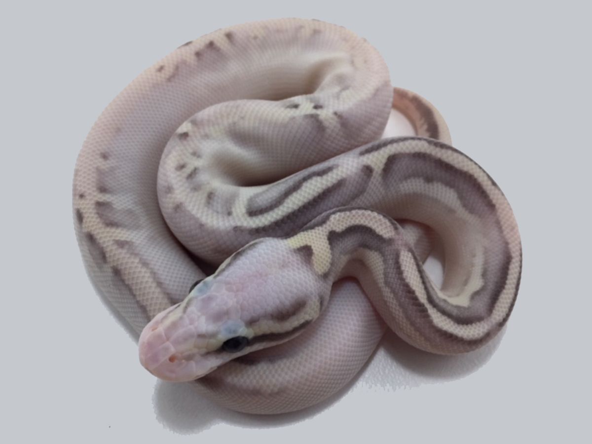 Super Calico Python Calico Cinnamon Fire Lesser Super Pastel | World of Ball Pythons