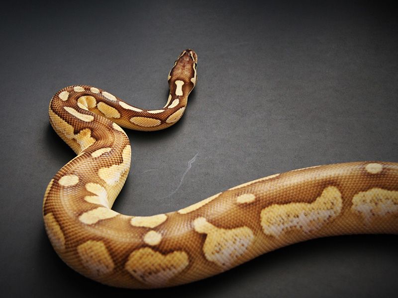 Butter Pastel Calico | World of Ball Pythons