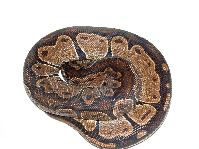 Genetic Black Back | World of Ball Pythons