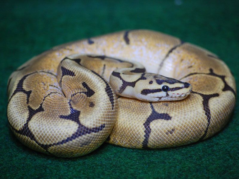 Fire Spider | World of Ball Pythons