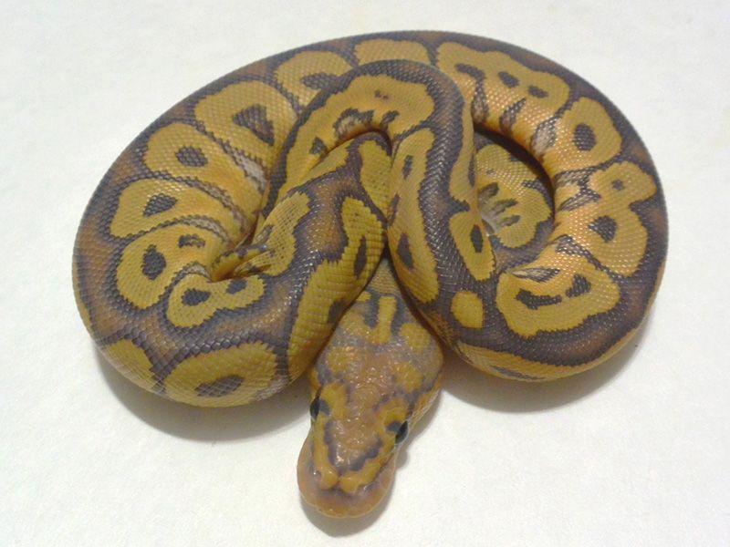 Caramel Glow Clown | World of Ball Pythons