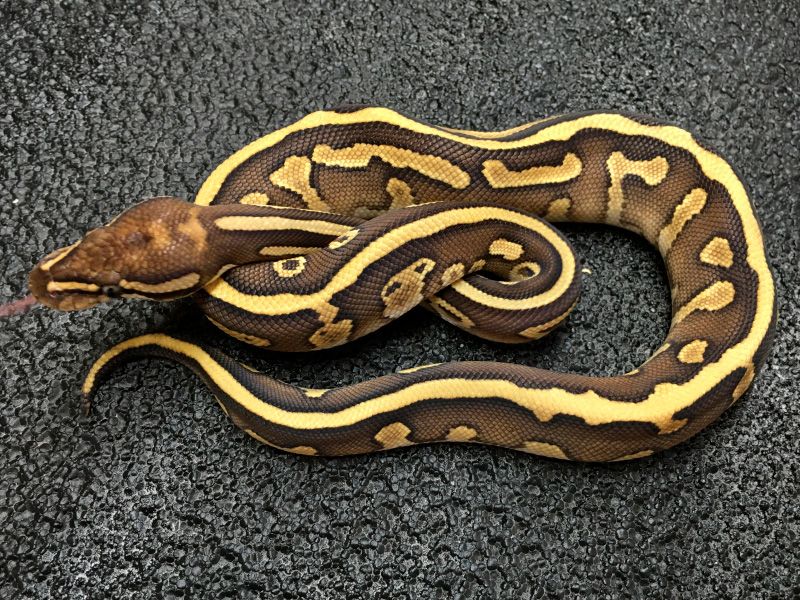 Cinnamon Leopard Lesser | World of Ball Pythons
