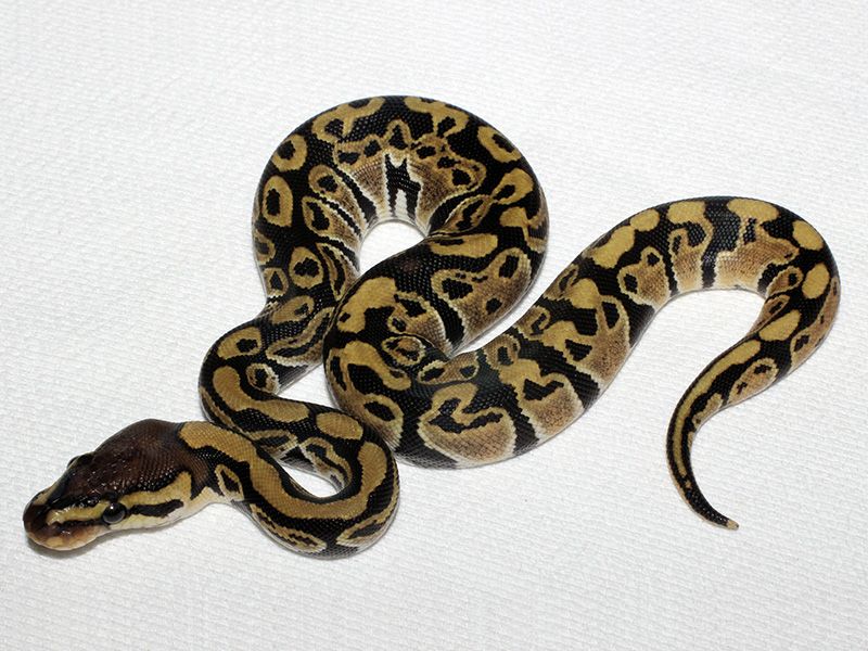 Bullseye | World of Ball Pythons