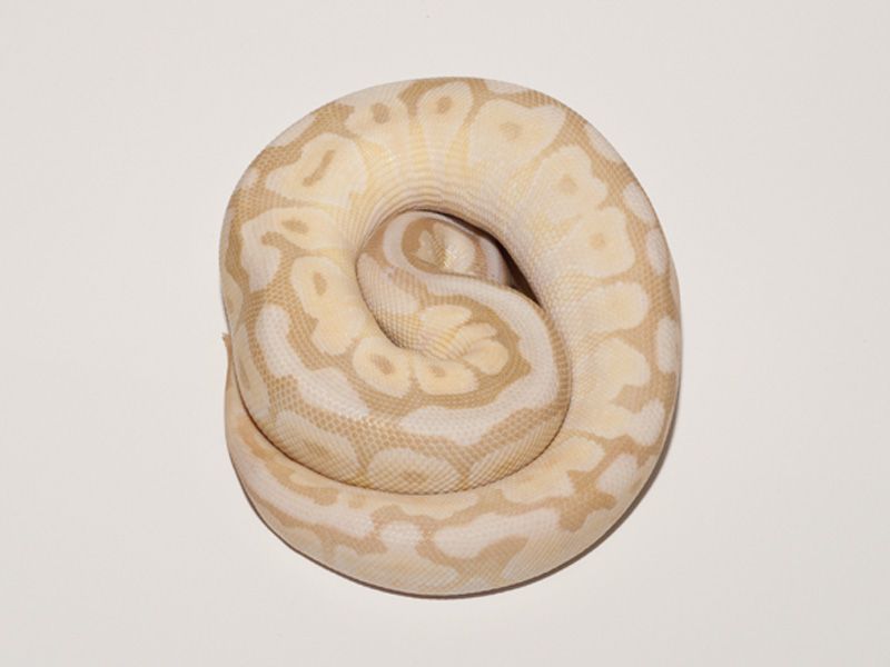 Crystal Spider | World of Ball Pythons