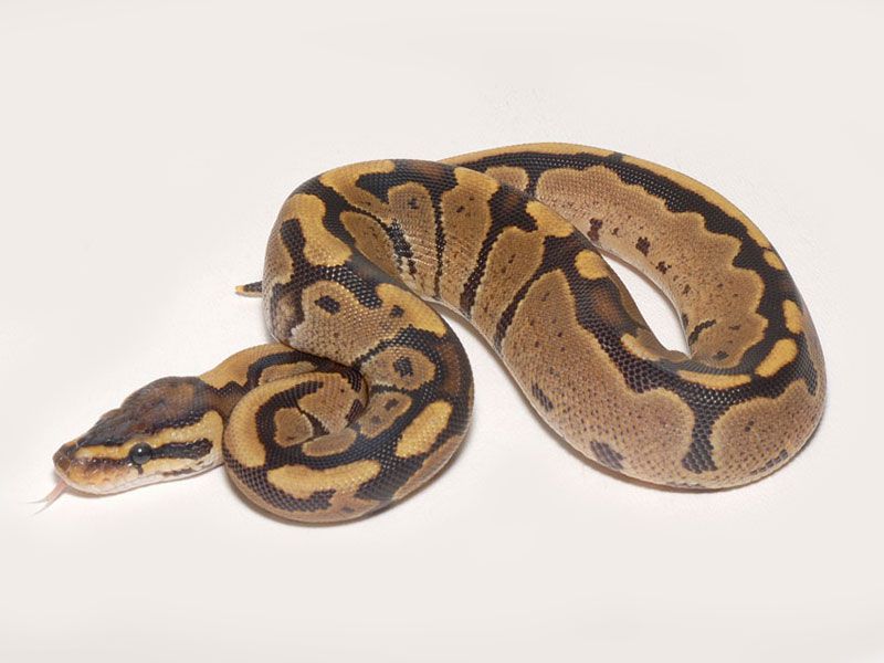 Lemonback Ball Python Morph Lemonback | World of Ball Pythons