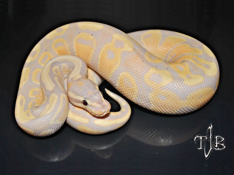 Banana Fire | World of Ball Pythons