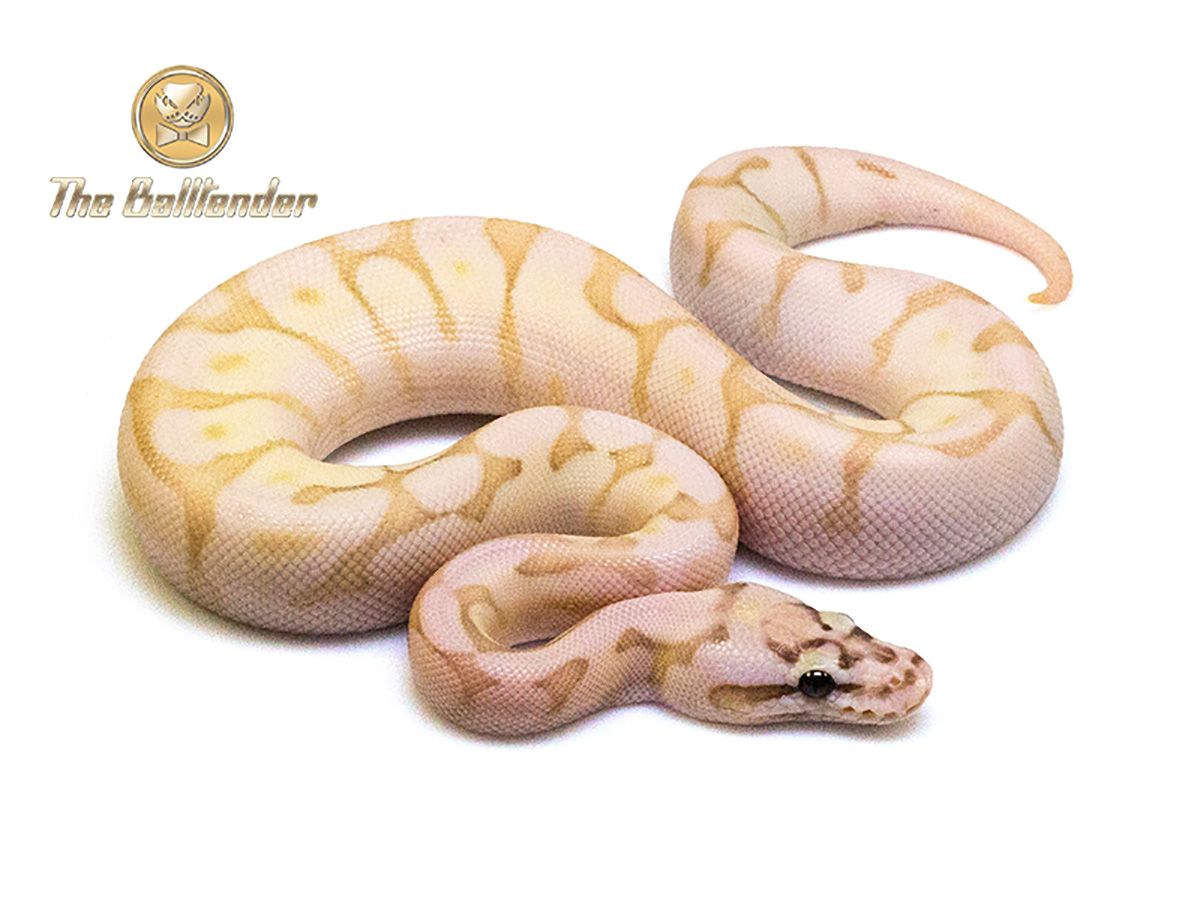 Butter Enchi Fire Pastel Spider | World of Ball Pythons
