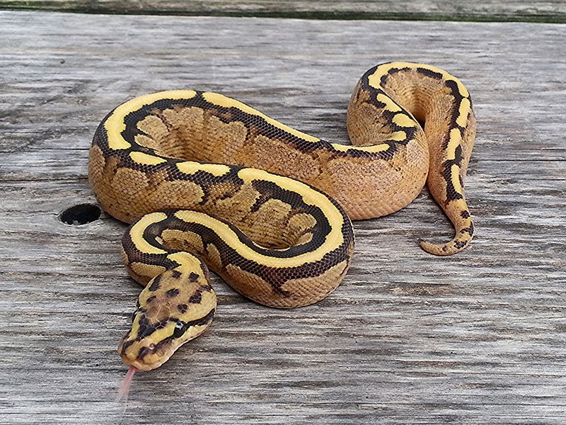 Calico Garden Fase Python Fire Calico Spotnose | World of Ball Pythons