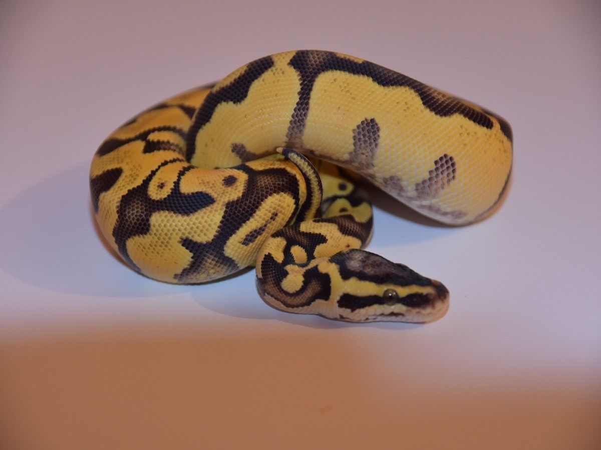 Goblin Ball Python Morph Enchi Goblin Pastel | World of Ball Pythons
