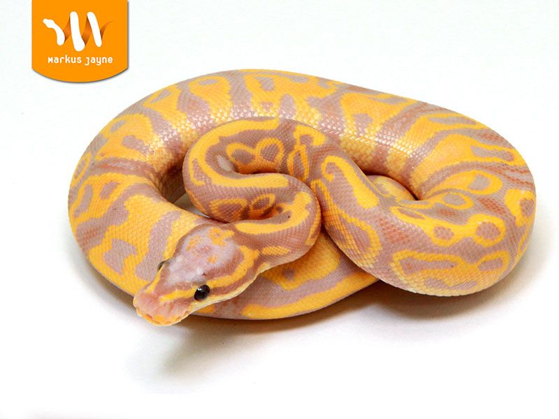Banana Leopard Fire Python Leopard Banana | World of Ball Pythons