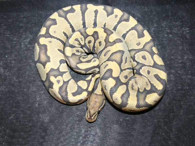 Orange Ghost | World of Ball Pythons
