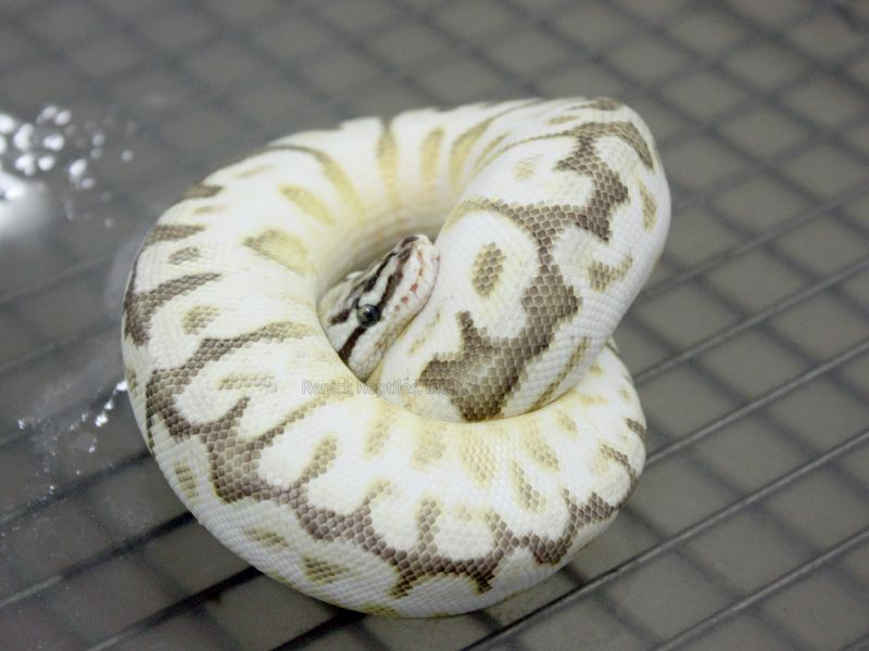 Lesser Spider Python Calico Lesser Pastel Spider | World of Ball Pythons