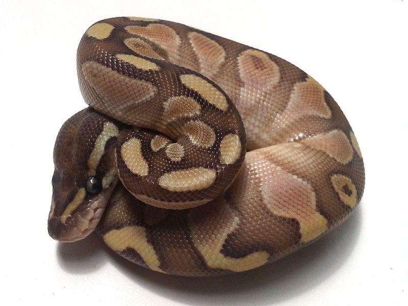 Butter Calico | World of Ball Pythons