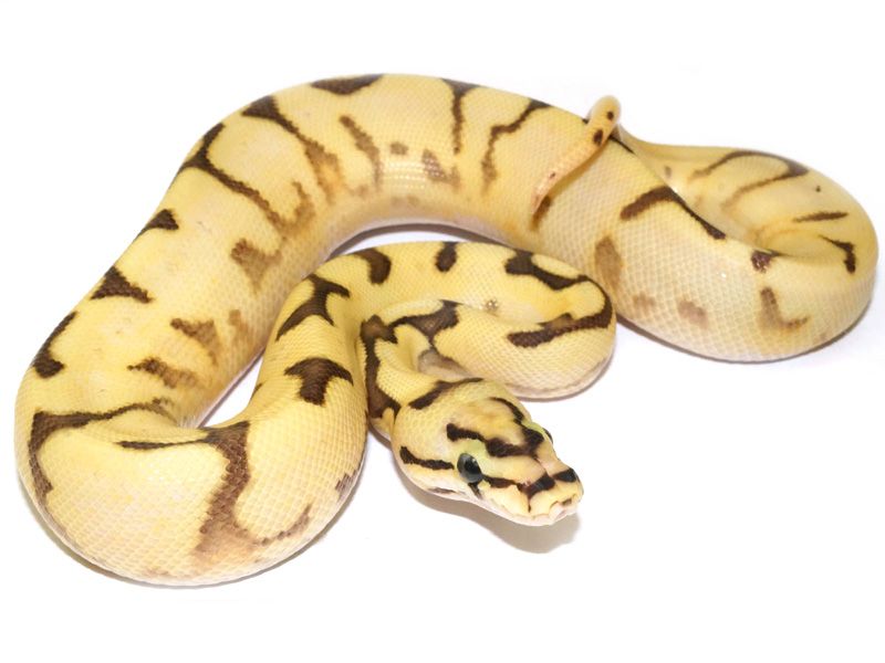 Super Enchi Lucifer Bee Yellow Belly | World of Ball Pythons