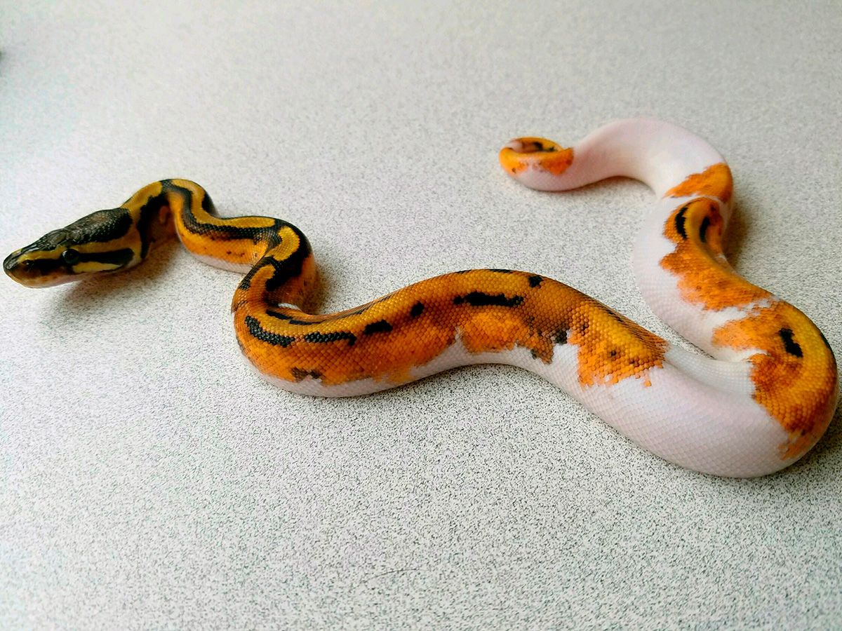 Calico Leopard Piebald | World of Ball Pythons