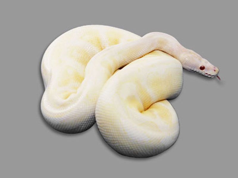 Snow | World of Ball Pythons